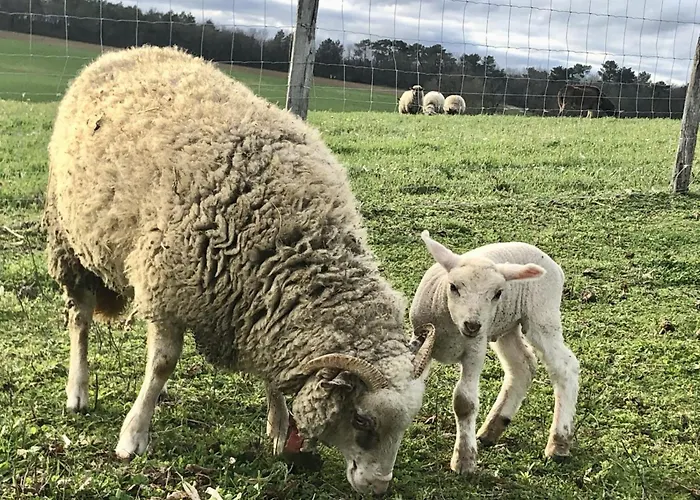 Bed and breakfast Casa Sana Pillac